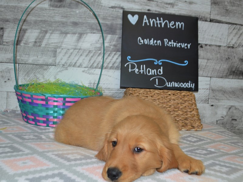 Golden Retriever-DOG-Female-Golden-3046027-Petland Dunwoody Puppies For Sale
