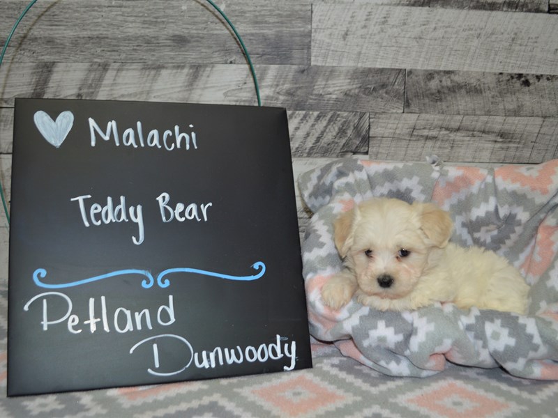 Teddy Bear-DOG-Male-Tan and White-3045757-Petland Dunwoody Puppies For Sale