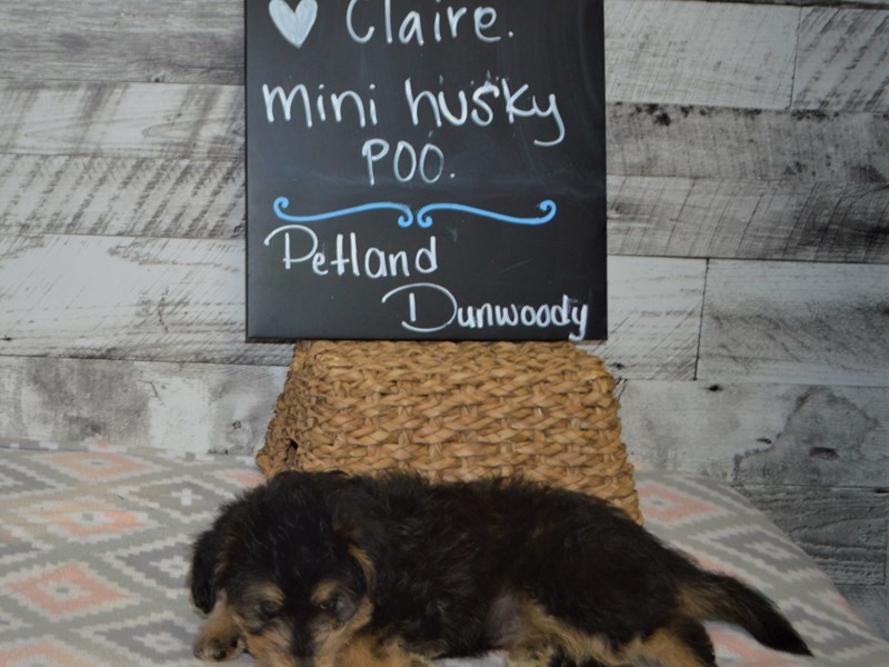 Mini Huskypoo-Female-Black and Tan-3046596-Petland Dunwoody