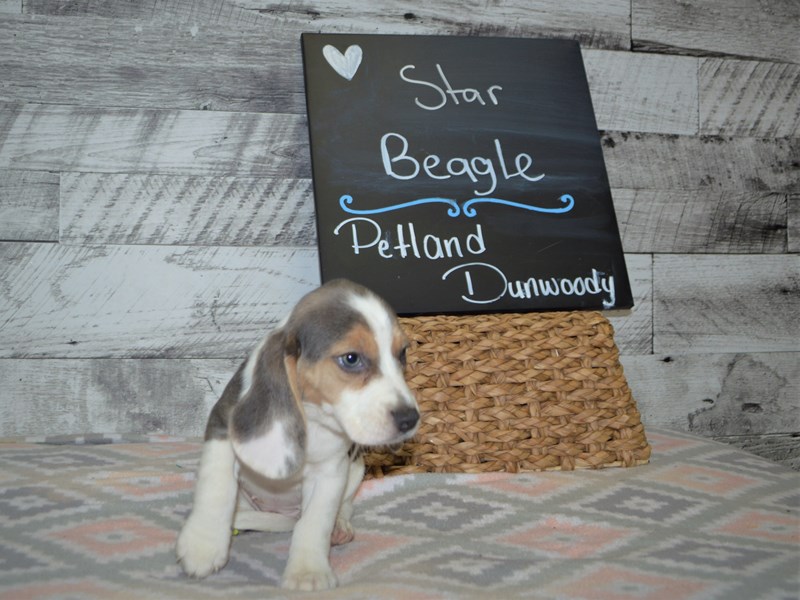 Beagle-DOG-Female-Gray and White-3046554-Petland Dunwoody Puppies For Sale