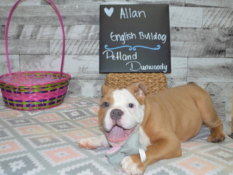 English Bulldog-DOG-Male-Blue Fawn-2992118-Petland Dunwoody Puppies For Sale