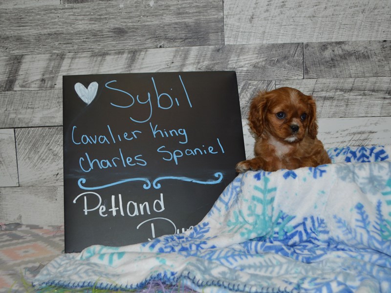 Cavalier King Charles Spaniel-DOG-Female-Ruby-3057797-Petland Dunwoody Puppies For Sale