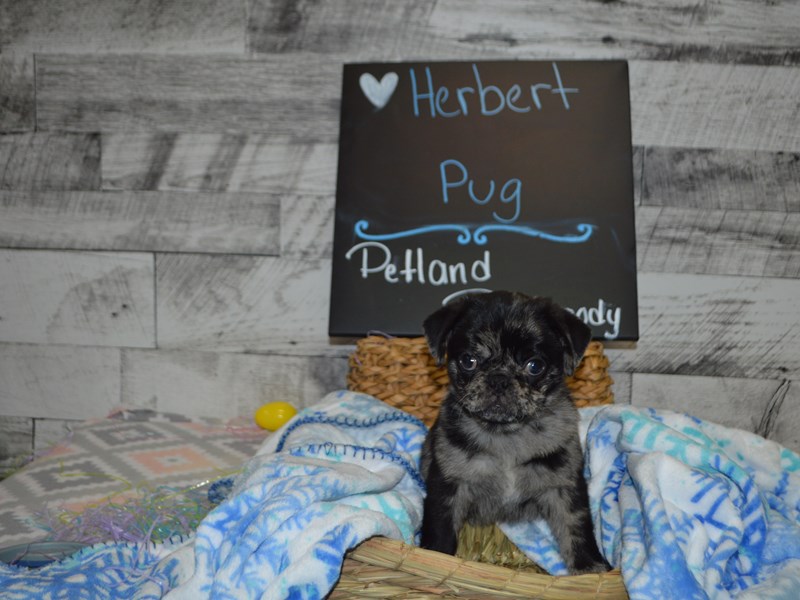 Pug-DOG-Male-Blue Merle-3058904-Petland Dunwoody Puppies For Sale
