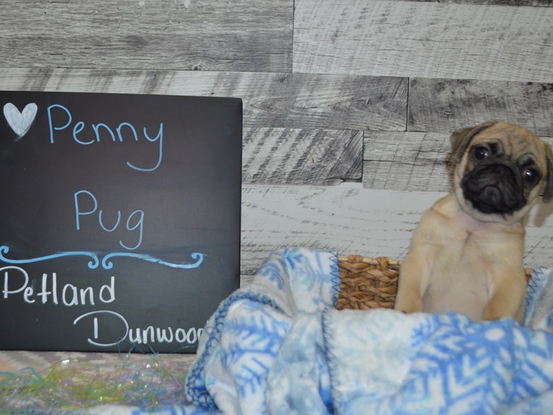 Pug-DOG-Female-Fawn-3058891-Petland Dunwoody Puppies For Sale