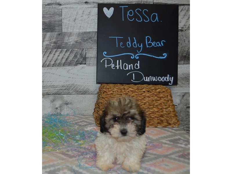 Teddy Bear-DOG-Female-Brown and White-3058943-Petland Dunwoody Puppies For Sale