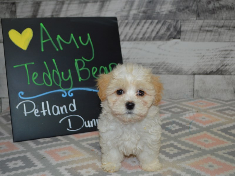 Teddy Bear-DOG-Female-White and Tan-3058932-Petland Dunwoody Puppies For Sale