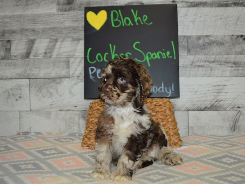 Cocker Spaniel-DOG-Male-Chocolate Merle-3059096-Petland Dunwoody Puppies For Sale