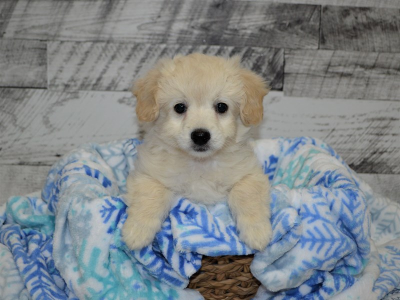 Eski-Poo-Female-Cream-3059078-Petland Dunwoody