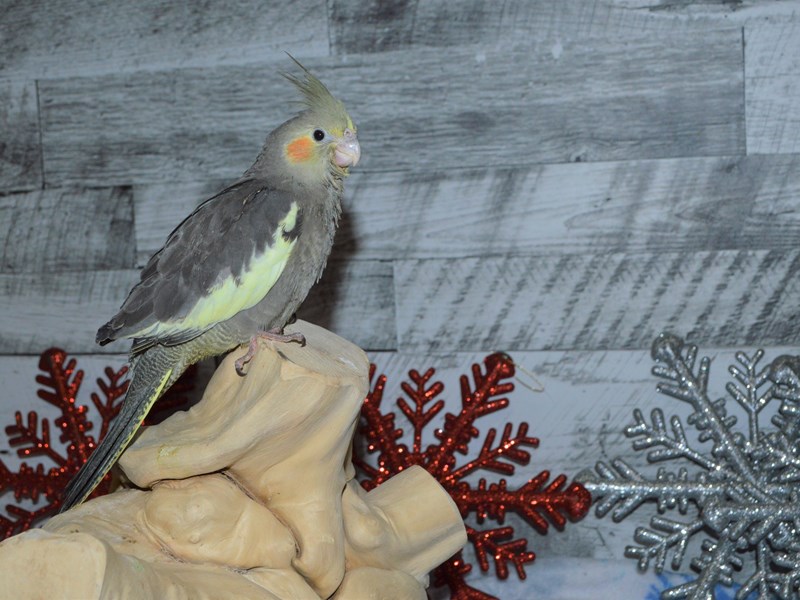 Cockatiel--Grey and White-2930031-Petland Dunwoody Puppies For Sale
