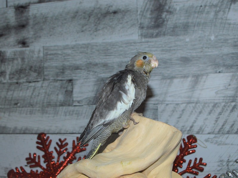 Cockatiel--Grey and White-2930037-Petland Dunwoody Puppies For Sale