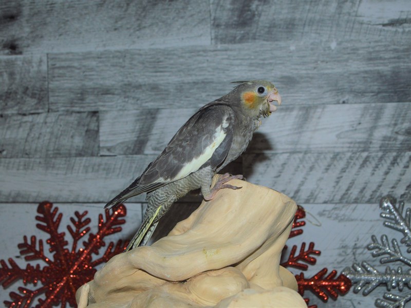 Cockatiel--Grey and White-2930030-Petland Dunwoody Puppies For Sale