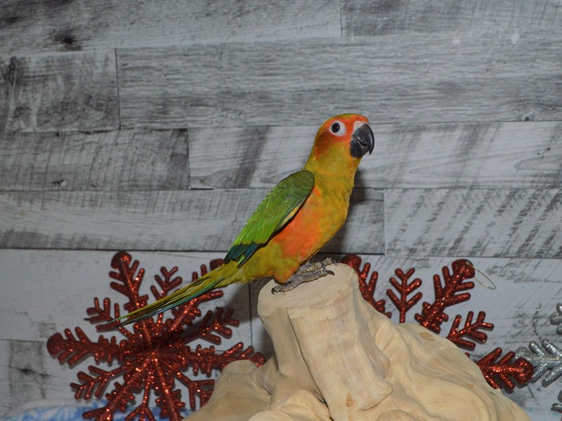 Sun Conure--Green and Yellow-2930021-Petland Dunwoody Puppies For Sale
