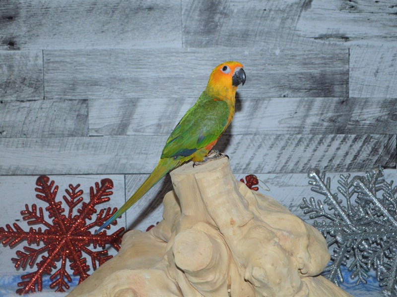 Sun Conure--Green and Yellow-2930018-Petland Dunwoody Puppies For Sale