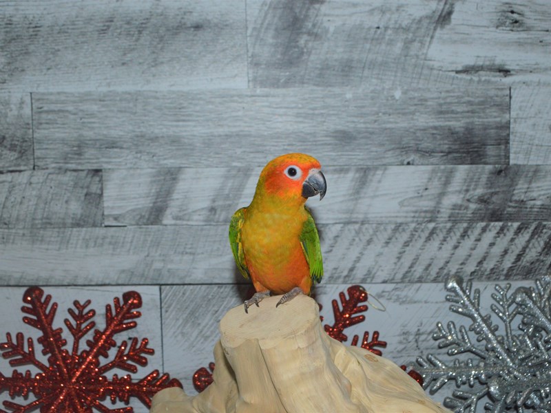 Sun Conure--Green and Yellow-2930015-Petland Dunwoody