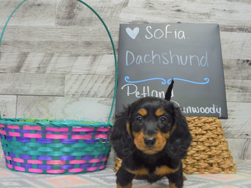 Dachshund-DOG-Female-Black and Tan-3036299-Petland Dunwoody Puppies For Sale
