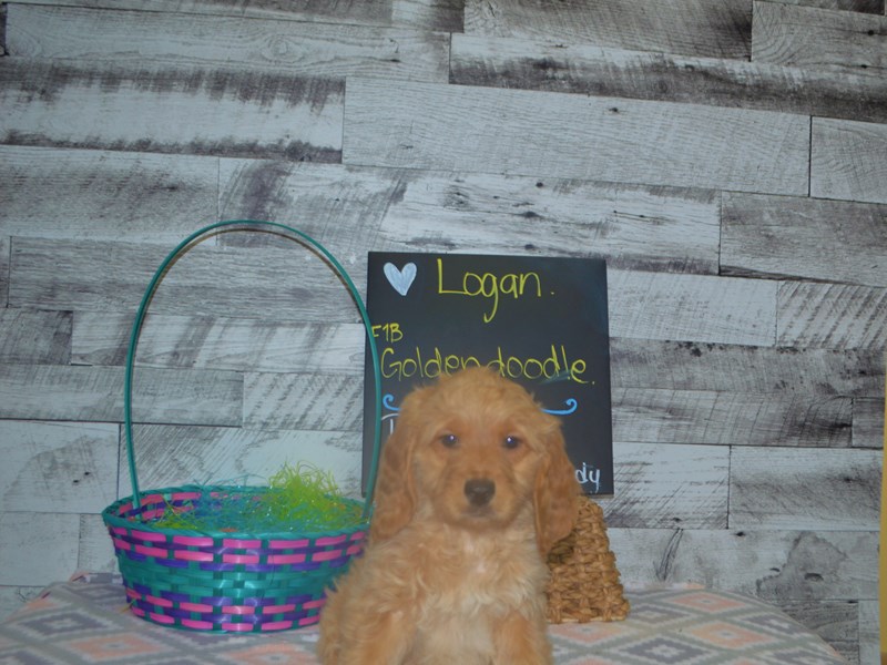 F1B Standard Goldendoodle-Male-Apricot-3037288-Petland Dunwoody