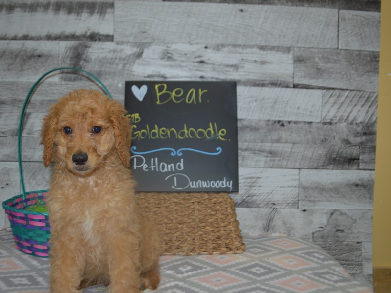 F1B Standard Goldendoodle-Male-Dark Golden-3037230-Petland Dunwoody