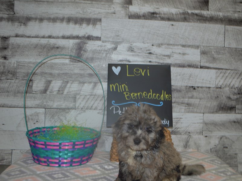 Mini Bernedoodle-DOG-Male-Blue Merle-3035824-Petland Dunwoody Puppies For Sale