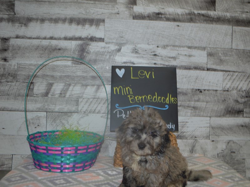 Mini Bernedoodle-Male-Blue Merle-3035824-Petland Dunwoody