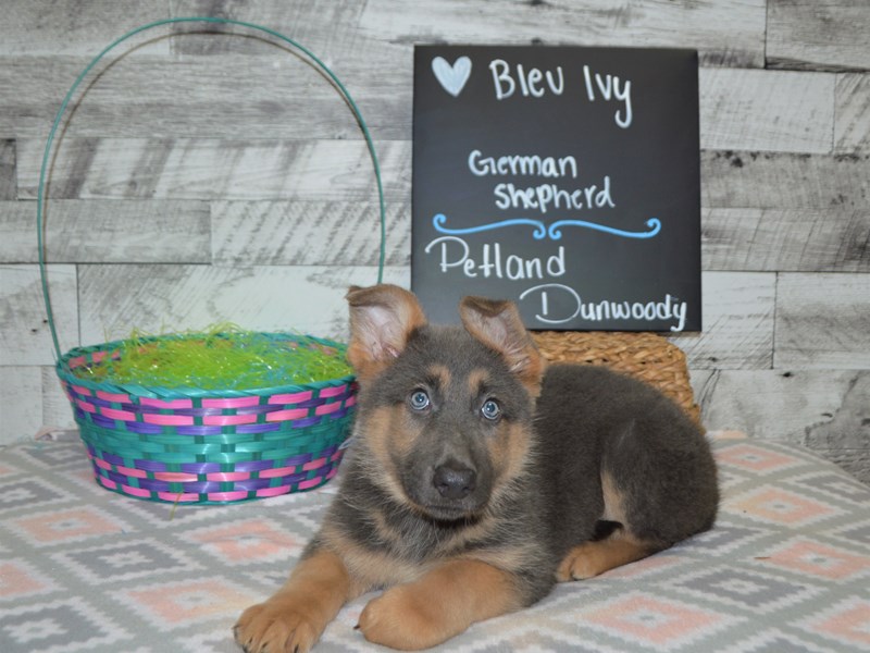 German Shepherd-DOG-Female-Blue-3046521-Petland Dunwoody Puppies For Sale
