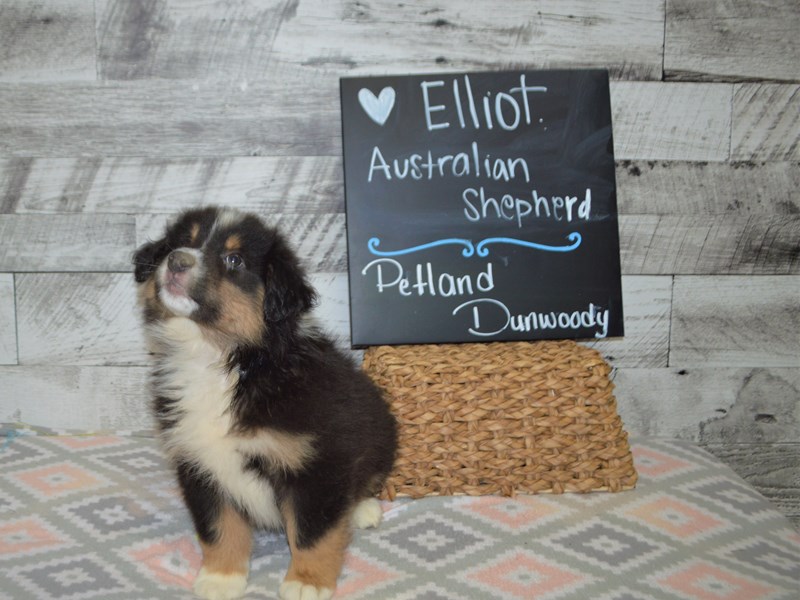 Australian Shepherd-DOG-Male-Black Tri-3046567-Petland Dunwoody Puppies For Sale