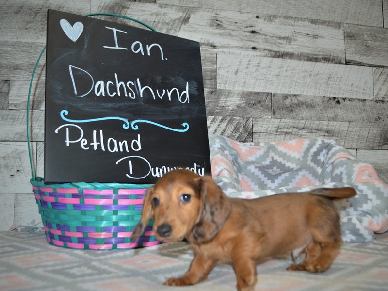 Dachshund-DOG-Male-Chocolate Morral-3046547-Petland Dunwoody Puppies For Sale