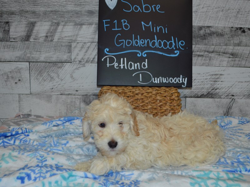 F1B Mini Goldendoodle-DOG-Male-Apricot-3057833-Petland Dunwoody Puppies For Sale