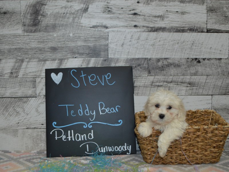 Teddy Bear-DOG-Male-White and Tan-3058941-Petland Dunwoody Puppies For Sale
