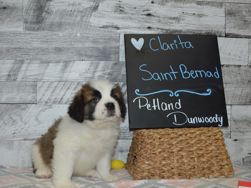 Saint Bernard-Female-Brown and White-3058878-Petland Dunwoody Puppies For Sale