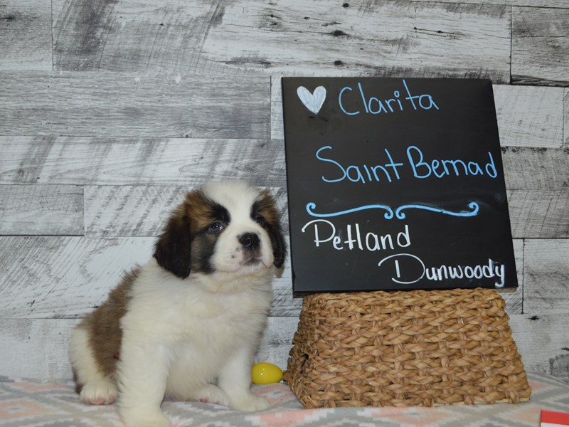 Saint Bernard-Female-Brown and White-3058878-Petland Dunwoody