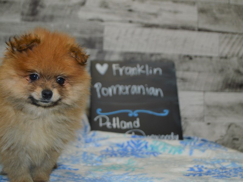 Pomeranian-DOG-Male-Brown-3059247-Petland Dunwoody Puppies For Sale
