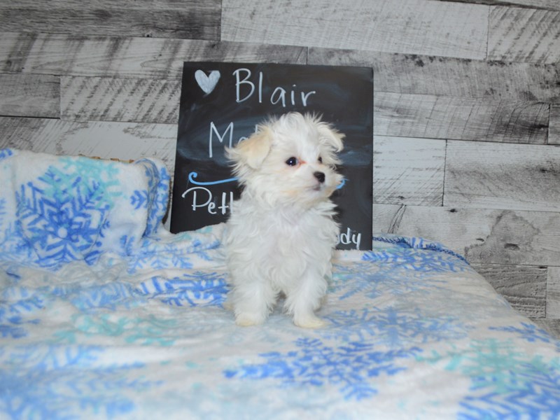 Maltese-DOG-Female-White-3045988-Petland Dunwoody Puppies For Sale