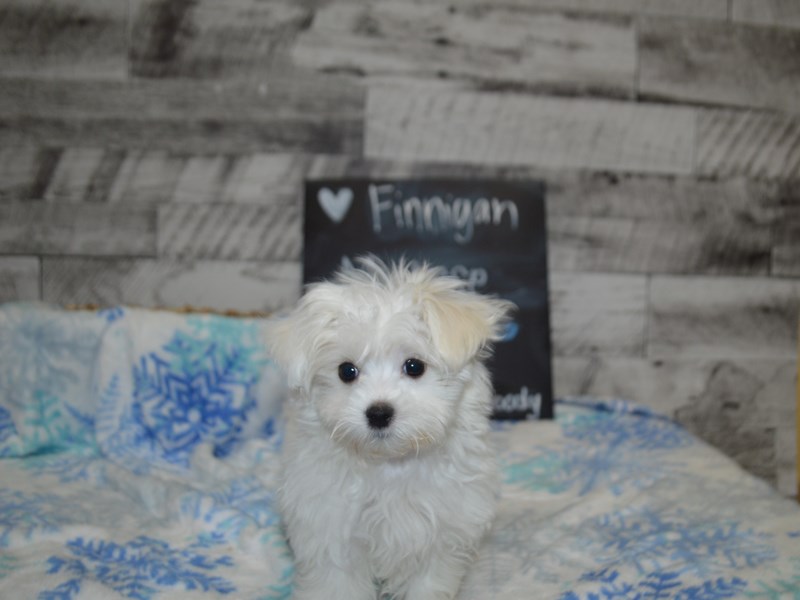 Maltese-DOG-Female-White-3045974-Petland Dunwoody Puppies For Sale