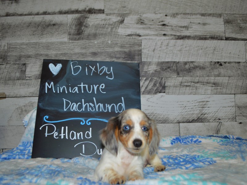 Miniature Dachshund-DOG-Male-Blue Dapple Piebald-3057828-Petland Dunwoody Puppies For Sale