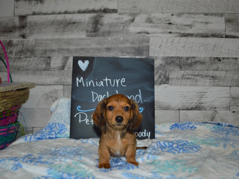 Miniature Dachshund-DOG-Male-Chocolate and Tan Dapple-3057823-Petland Dunwoody Puppies For Sale