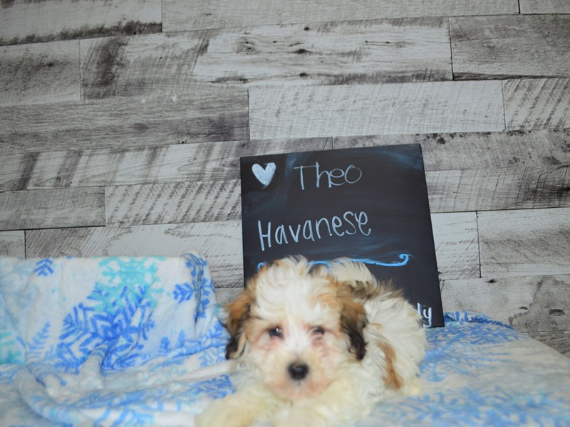 Havanese-DOG-Male-Gold and White-3059455-Petland Dunwoody Puppies For Sale