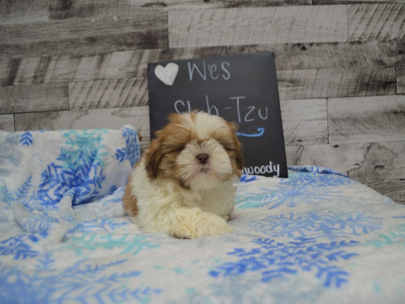 Shih Tzu-DOG-Male-Red and White-3059451-Petland Dunwoody Puppies For Sale
