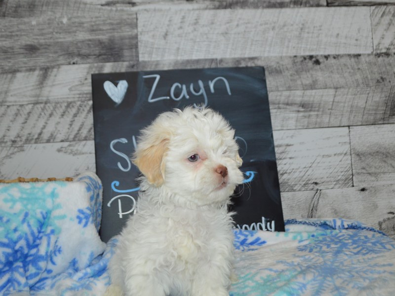 Shih-Poo-DOG-Male-White-3059400-Petland Dunwoody Puppies For Sale