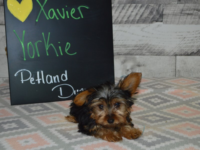 Yorkshire Terrier-DOG-Male-Black and Tan-3059286-Petland Dunwoody Puppies For Sale