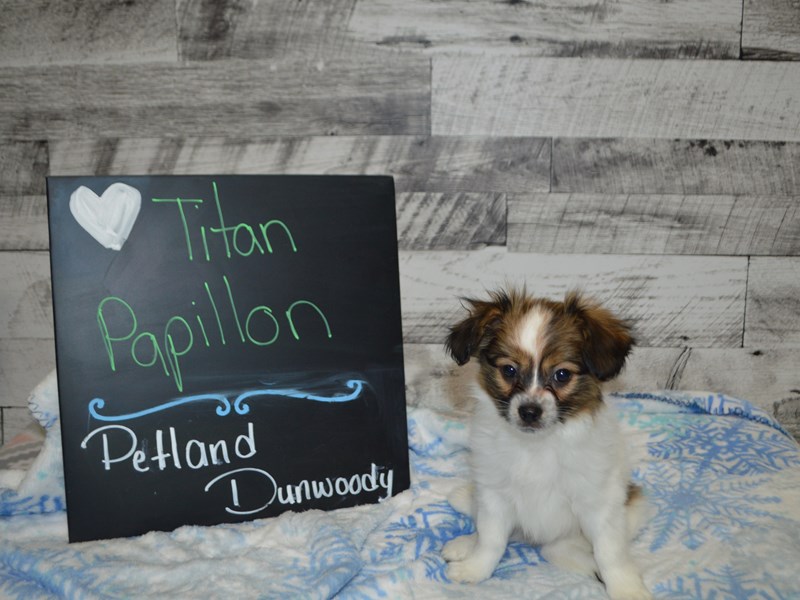 Papillon-DOG-Male-White and Sable-3056860-Petland Dunwoody Puppies For Sale