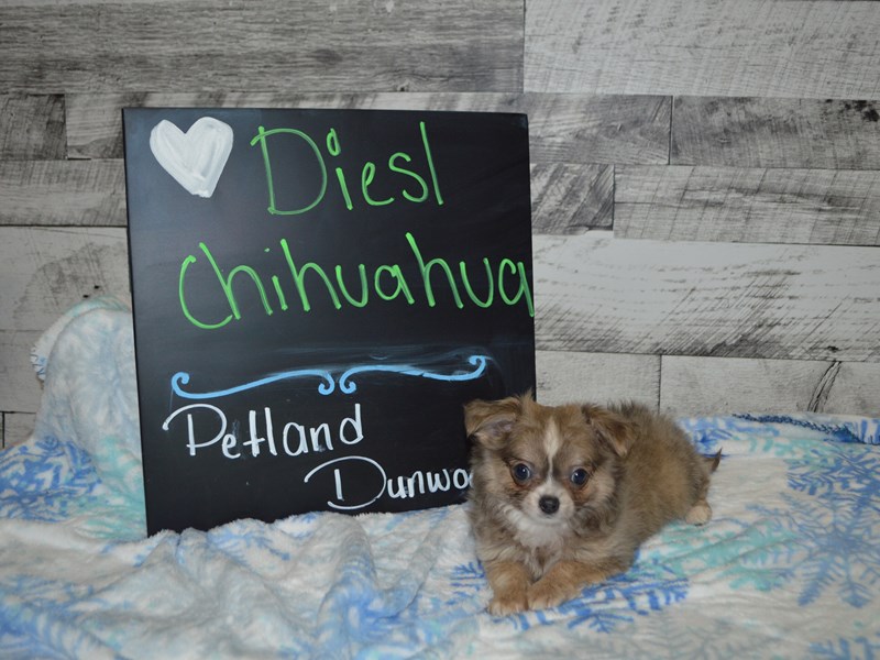 Chihuahua-DOG-Male-Blue-3056897-Petland Dunwoody Puppies For Sale