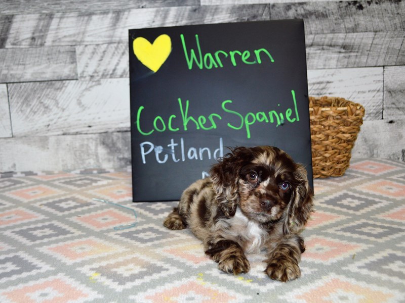 Cocker Spaniel-DOG-Male-Chocolate Merle-3059268-Petland Dunwoody Puppies For Sale