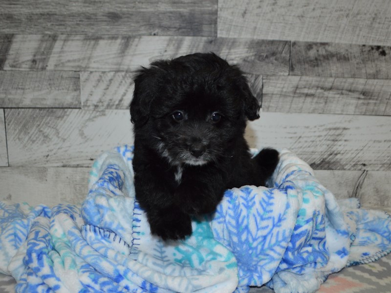 Eski-Poo-Male-Black-3059076-Petland Dunwoody Puppies For Sale