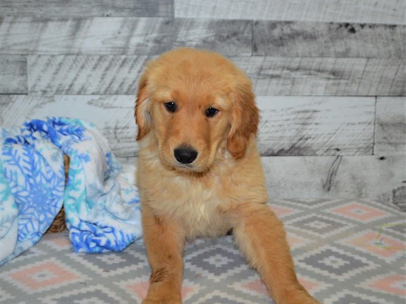 Golden Retriever-DOG-Female-Golden-3059197-Petland Dunwoody Puppies For Sale