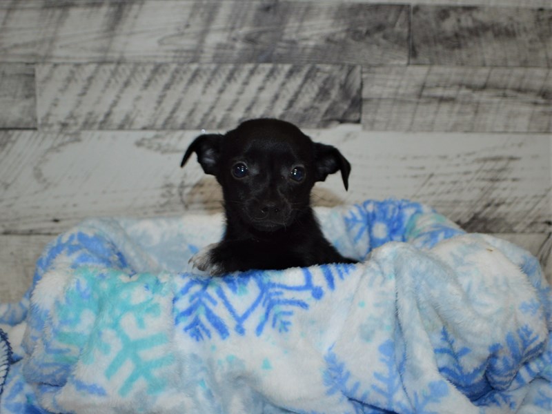 Pomarat-Female-Black-3059161-Petland Dunwoody Puppies For Sale