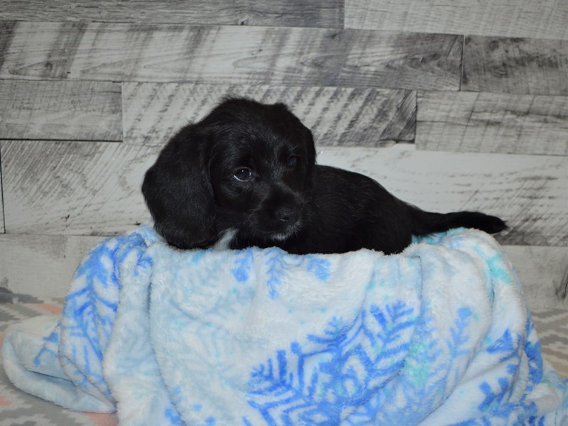 Beagle-Poo-Male-Black-3059124-Petland Dunwoody Puppies For Sale