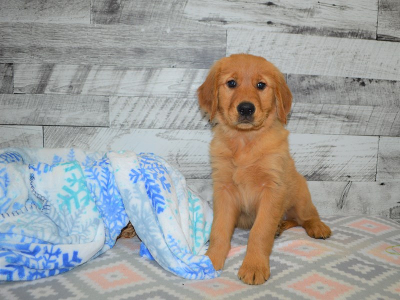 Golden Retriever-DOG-Female-Golden-3059213-Petland Dunwoody Puppies For Sale