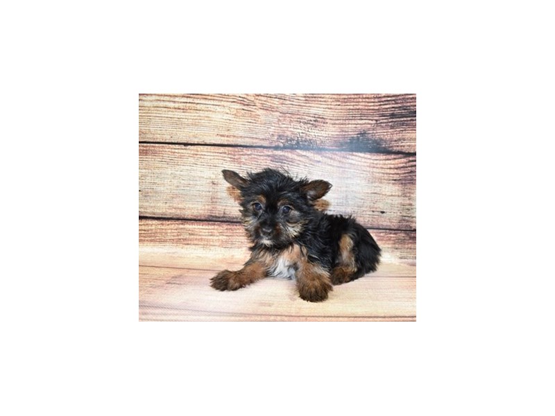 Yorkshire Terrier-DOG-Male-Black and Tan-3067804-Petland Dunwoody Puppies For Sale