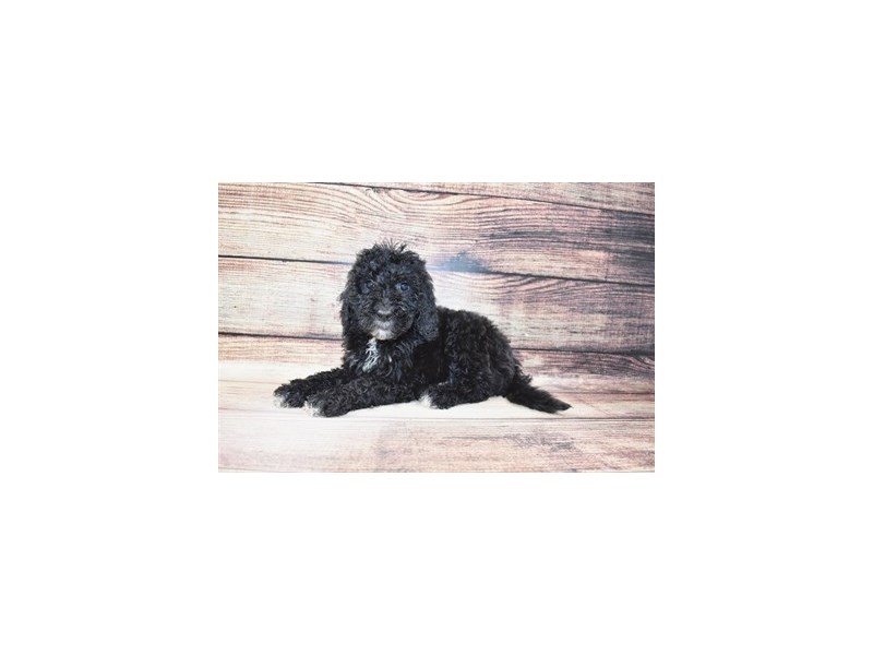 Goldendoodle 2nd Gen-DOG-Male-Black-3067920-Petland Dunwoody Puppies For Sale