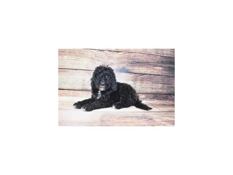 Goldendoodle 2nd Gen-Male-Black-3067920-Petland Dunwoody